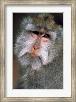 Long Tailed Macaques, Sacred Monkey Forest, Ubud, Bali, Indonesia Fine Art Print