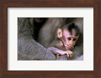Indonesia, Bali, Ubud, Long tailed macaque Fine Art Print