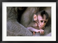 Indonesia, Bali, Ubud, Long tailed macaque Fine Art Print