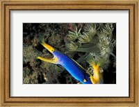 Indonesia, Sulawesi, Blue ribbon eel marine life Fine Art Print