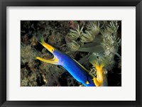Indonesia, Sulawesi, Blue ribbon eel marine life Fine Art Print