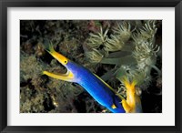 Indonesia, Sulawesi, Blue ribbon eel marine life Fine Art Print
