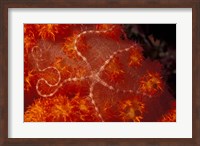 Brittlestar on Soft Coral, Papua, Indonesia Fine Art Print