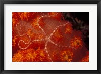 Brittlestar on Soft Coral, Papua, Indonesia Fine Art Print