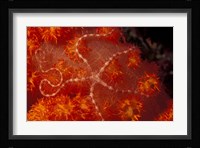 Brittlestar on Soft Coral, Papua, Indonesia Fine Art Print
