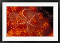 Brittlestar on Soft Coral, Papua, Indonesia Fine Art Print