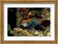 Indonesia, Indo Pacific Mandarinfish Fine Art Print