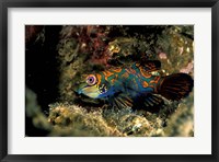 Indonesia, Indo Pacific Mandarinfish Fine Art Print