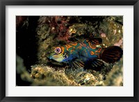 Indonesia, Indo Pacific Mandarinfish Fine Art Print