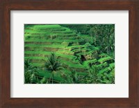 Bali, Tegallalan, Rice Terrace Fine Art Print