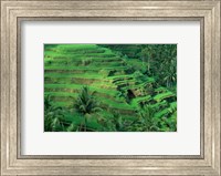 Bali, Tegallalan, Rice Terrace Fine Art Print