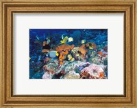 Coral Reefs, Papua, Indonesia Fine Art Print