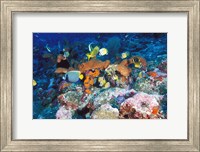 Coral Reefs, Papua, Indonesia Fine Art Print