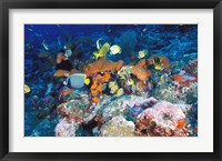 Coral Reefs, Papua, Indonesia Fine Art Print