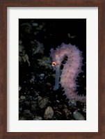 Thorny Seahorse, Indonesia Fine Art Print