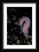 Thorny Seahorse, Indonesia Fine Art Print