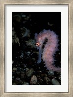 Thorny Seahorse, Indonesia Fine Art Print