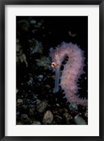 Thorny Seahorse, Indonesia Fine Art Print