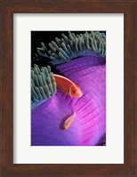 Anemonefish swimming in anemone tent, Indonesia Fine Art Print