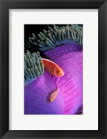 Anemonefish swimming in anemone tent, Indonesia Fine Art Print