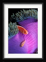 Anemonefish swimming in anemone tent, Indonesia Fine Art Print
