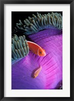 Anemonefish swimming in anemone tent, Indonesia Fine Art Print