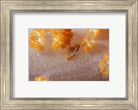 Crab on Soft Coral, Indonesia Fine Art Print
