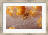 Crab on Soft Coral, Indonesia Fine Art Print