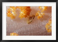 Crab on Soft Coral, Indonesia Fine Art Print