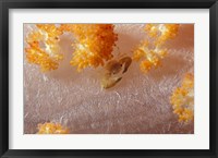Crab on Soft Coral, Indonesia Fine Art Print