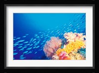 Schooling Fusiliers, Papua, Indonesia Fine Art Print