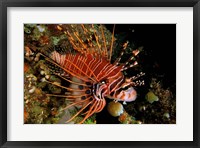 Indonesia, Sulawesi, Spotfin lionfish Fine Art Print