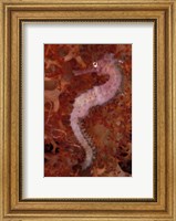 Thorny Seahorse on Soft Coral, Indonesia Fine Art Print