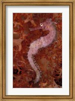 Thorny Seahorse on Soft Coral, Indonesia Fine Art Print