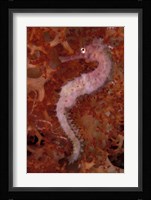 Thorny Seahorse on Soft Coral, Indonesia Fine Art Print