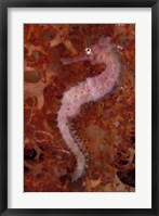 Thorny Seahorse on Soft Coral, Indonesia Fine Art Print