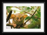 Oceania, Indonesia, Sulawesi Tarsier, Primate Fine Art Print