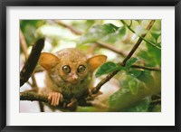 Oceania, Indonesia, Sulawesi Tarsier, Primate Fine Art Print