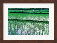 Rice Cultivation, Bali, Indonesia Fine Art Print