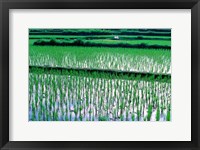 Rice Cultivation, Bali, Indonesia Fine Art Print