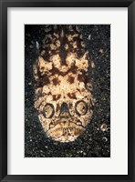 Indonesia, Stargazer (Uranoscopidae sulphureus) Fine Art Print