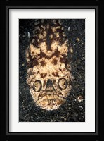 Indonesia, Stargazer (Uranoscopidae sulphureus) Fine Art Print