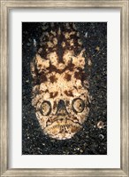 Indonesia, Stargazer (Uranoscopidae sulphureus) Fine Art Print