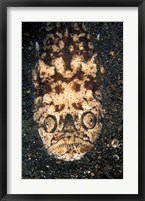 Indonesia, Stargazer (Uranoscopidae sulphureus) Fine Art Print