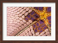 Shrimp on Cushion Star, Indonesia Fine Art Print
