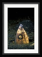 Blackfin Snake Eel with cleaner shrimp, North Sulawesi, Indonesia Fine Art Print
