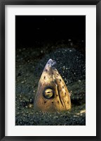 Blackfin Snake Eel with cleaner shrimp, North Sulawesi, Indonesia Fine Art Print