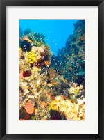 Healthy Reef, Komodo, Indonesia Fine Art Print
