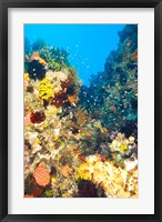 Healthy Reef, Komodo, Indonesia Fine Art Print