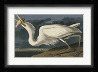 Great White Heron Fine Art Print